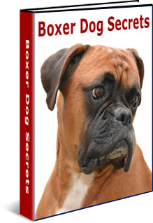Boxer Dog Training Secrets