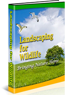 All About Landscaping for Wildlife