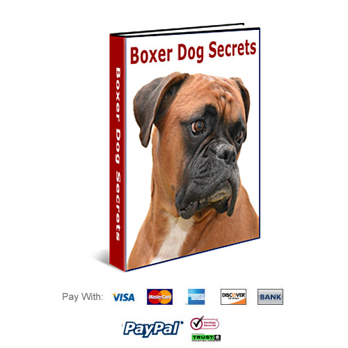 Boxer Dog Secrets