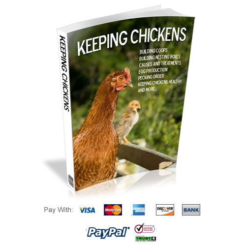 A How To Guide To Keeping Chickens