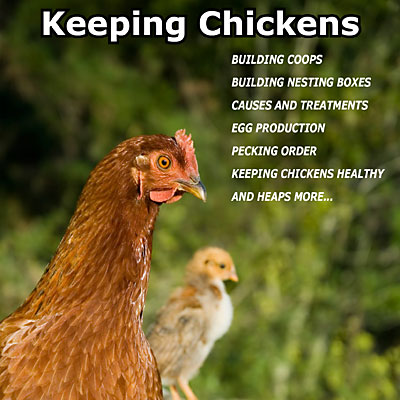 Guide To Keeping Chickens is all about How To Keep Chickens icon