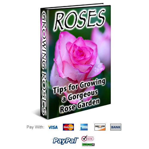 Tips for Growing Roses