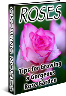 how grow great roses