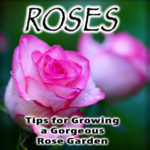 roses ebook