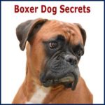 The Boxer Dog Secrets ebook-